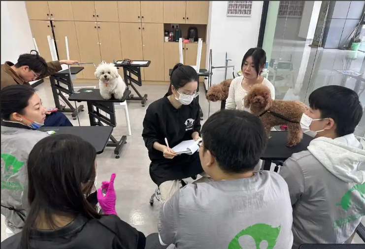 梧州市宠物美容培训学校宠物美容培训学校 - 排名
